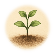 Jeune plante