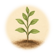 Plante en croissance